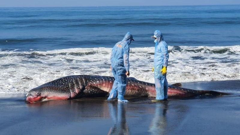 Momen Hiu Tutul Mati Lemas Karena Ulah Nelayan Di Pinggir Pantai Bali