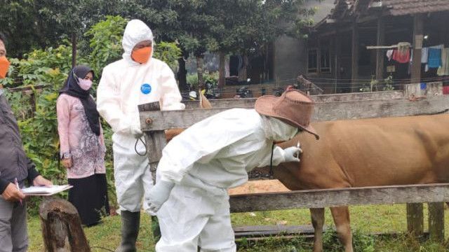 Sempat Terinfeksi Hampir Ribu Hewan Ternak Di Indonesia Belum