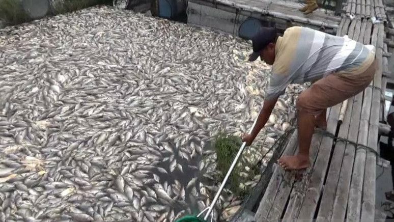 Kematian Ikan Keramba Di Kedung Ombo Boyolali Capai 175 Ton Diduga