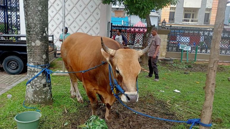 Gubernur Maluku Serahkan Hewan Kurban Jokowi Di Masjid Raya Maluku