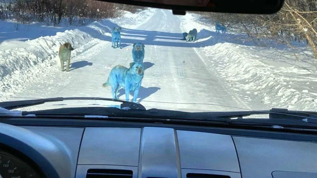 Anjing liar bebrulu biru di Rusia