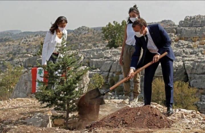 Presiden Macron menanam pohon cemara