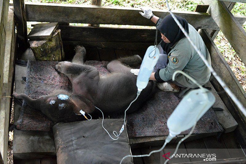 Sedih, Bayi Gajah Sumatera Terjebak Lumpur Akhirnya Mati