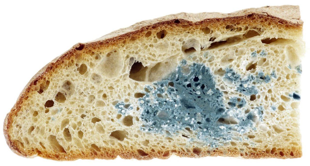 Makan Roti yang Sudah Berjamur Tidak Berbahaya? Simak di Sini