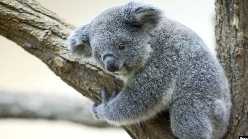 Ratusan Koala Australia Akan Disuntik Vaksin dan Dipasang Microchip