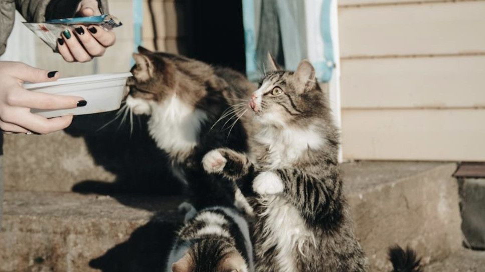 Tips Memilih Makanan Kering yang Baik untuk Tumbuh Kembang Kucing