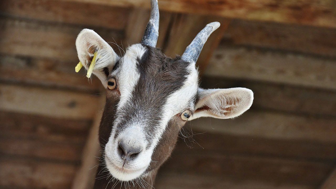 Cara Membersihkan Kepala Kambing Agar Sedap Disantap