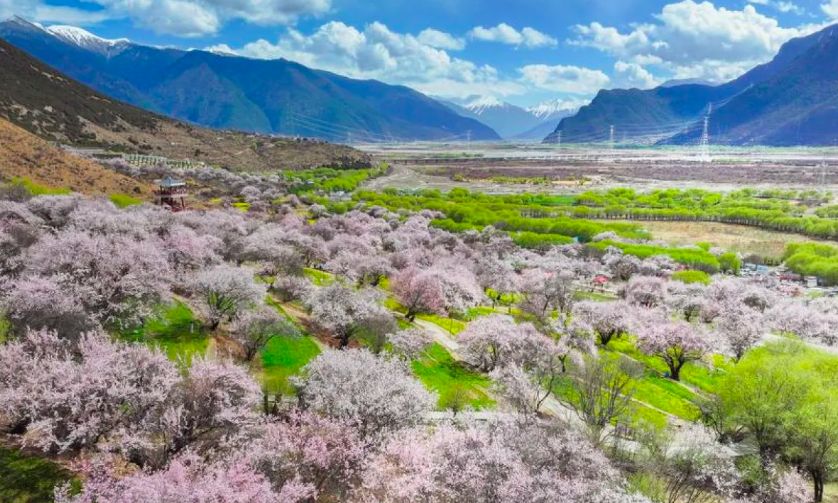 Melihat Keindahan Bunga Persik Musim Semi di Desa Kala, China