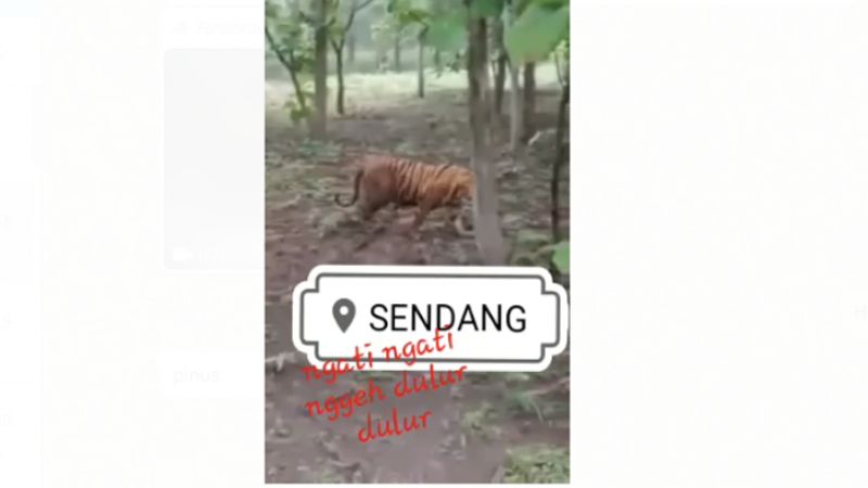 BKSDA Blitar Klarifikasi Soal Video Viral Harimau Hutan Gunung Wilis