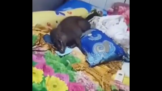 Viral Diduga Babi Ngepet Rebahan di Ranjang Kamar Warga, Netizen Sebut-sebut bu Wati