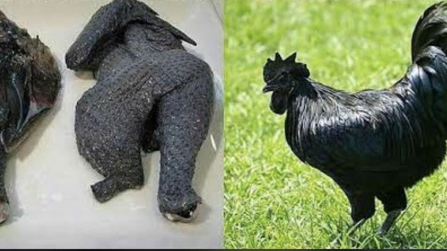 Darah Ayam Cemani Apa Berwarna Hitam? Begini Faktanya