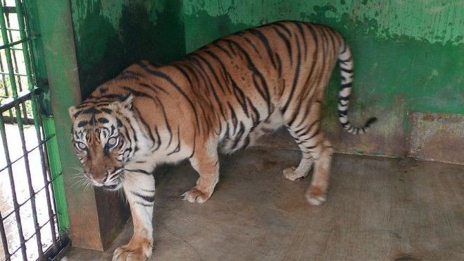 Harimau Sumatera Koleksi Medan Zoo Mati Lagi, Wali Kota Bobby: Sudah Usia Lanjut