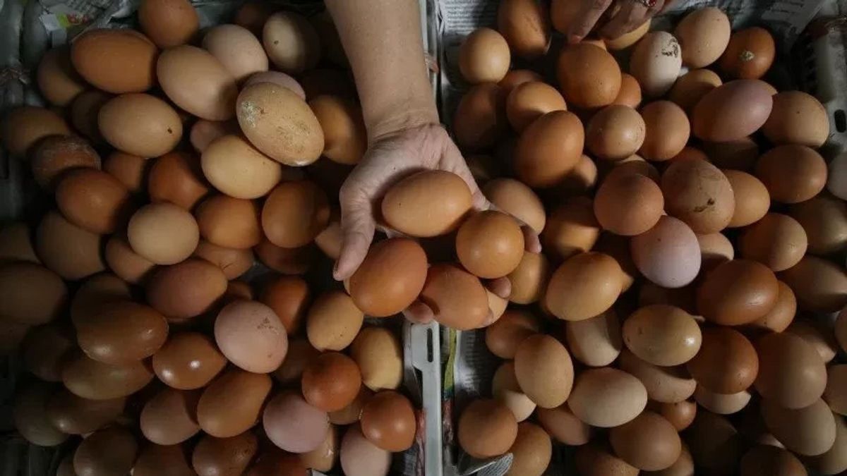 Ciri-Ciri Telur Tidak Layak Konsumsi, dan Cara Mengetesnya, Penting untuk Diketahui