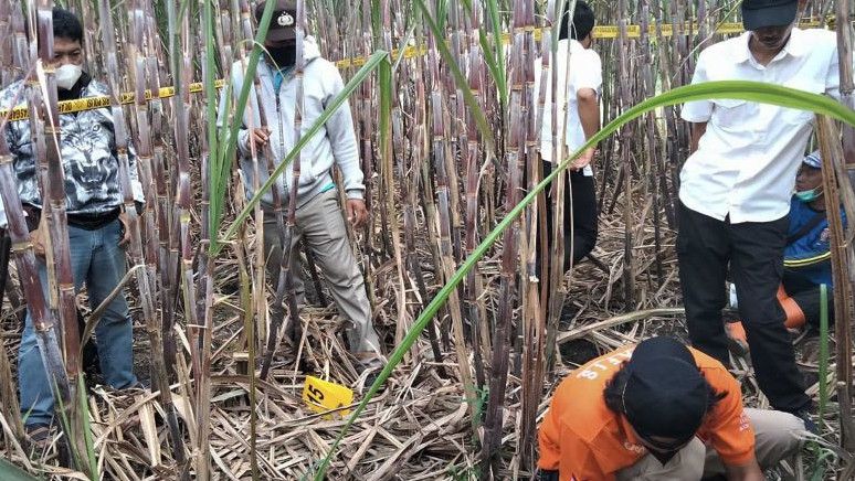 Polres Malang Selidiki Temuan Kerangka Manusia di Ladang Tebu, Diduga Sudah Meninggal Empat Bulan