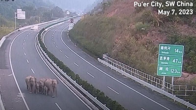 Momen Sekawanan Gajah Tertangkap Kamera Sedang Melewati Jalan Tol
