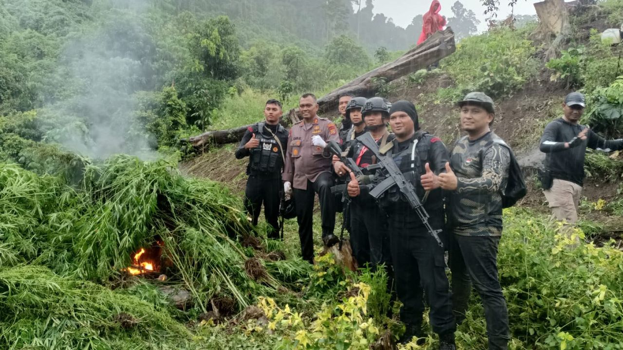 Polres Aceh Besar Musnahkan 4 Hekatare Ladang Ganja: Ada 3 Ribu Batang Siap Panen