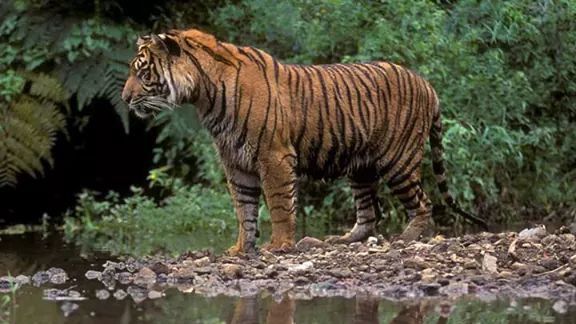 Viral Harimau Sumatera Masuk Pemukiman di Solok Sumbar