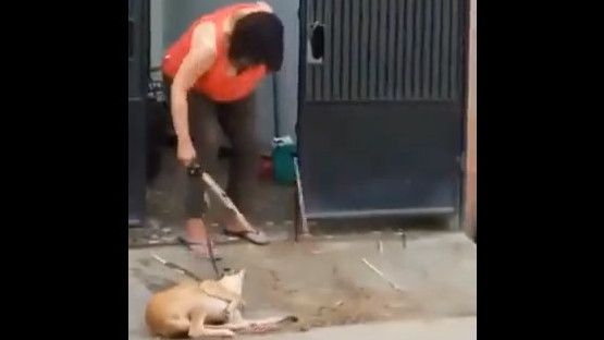 Viral Perempuan Pukuli Anjing dengan Sadis di Tangerang, Enggal Pamukty Lapor Sherina