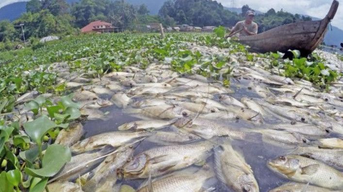 Ribuan Ikan Mati di Sungai Cileungsi Bogor, Pertanda Akan Datang Bencana?