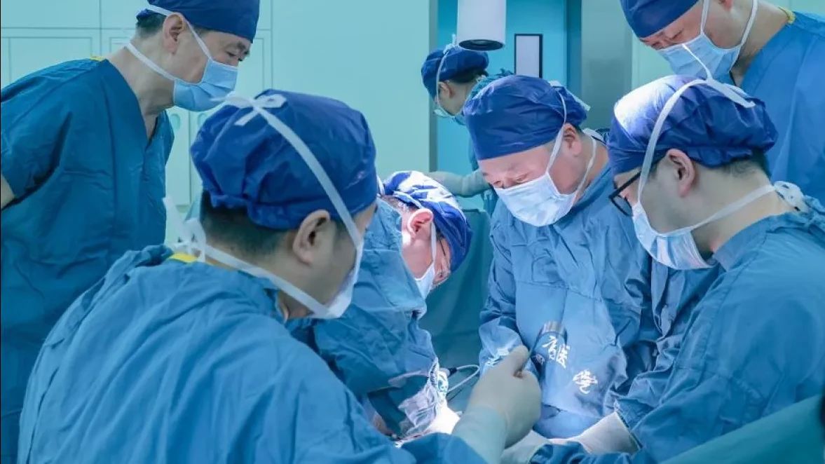 Peneliti Cina Sukses Transplantasi Ginjal Babi ke Manusia