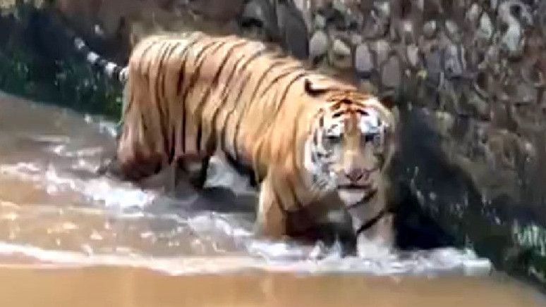 Viral Harimau Benggala di Taman Margasatwa Ragunan Terlihat Kurus, Pengelola Akui 'Juve' Sempat Infeksi Saluran Kencing: Kini Tahap Penyembuhan