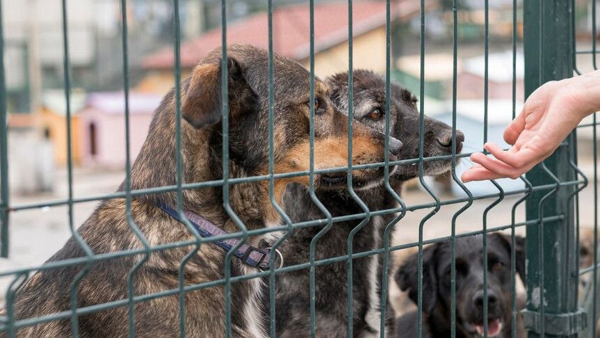Korea Selatan Akan Keluarkan RUU Larangan Konsumsi Daging Anjing, Kenakan Denda Rp300 Juta Bagi yang Melanggar