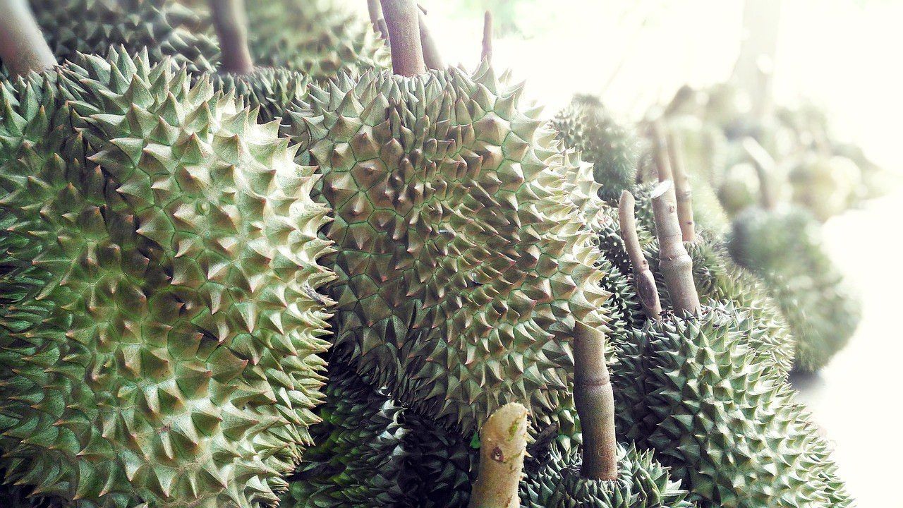 Mengapa Durian Kanyao Mahal? Simak Fakta-faktanya!