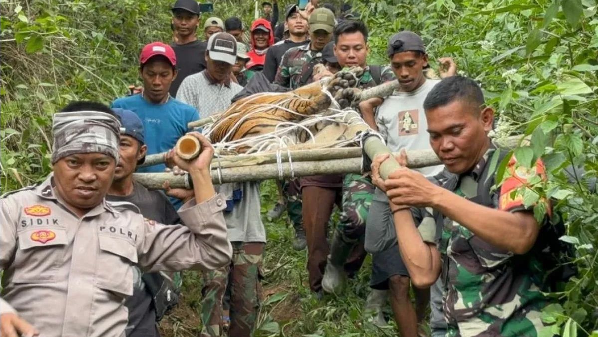 Gara-Gara Pembebasan Lahan Ilegal, Empat Orang di Lampung Barat Tewas Diterkam Harimau