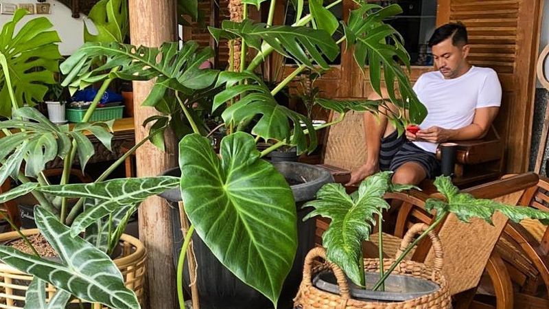 Ada Monstera Super Koleksi Tanaman  Ala Anjasmara yang 