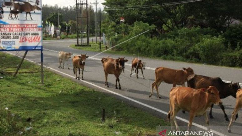 Pelan-Pelan, Ada Sapi Liar di Pinggir Jalan