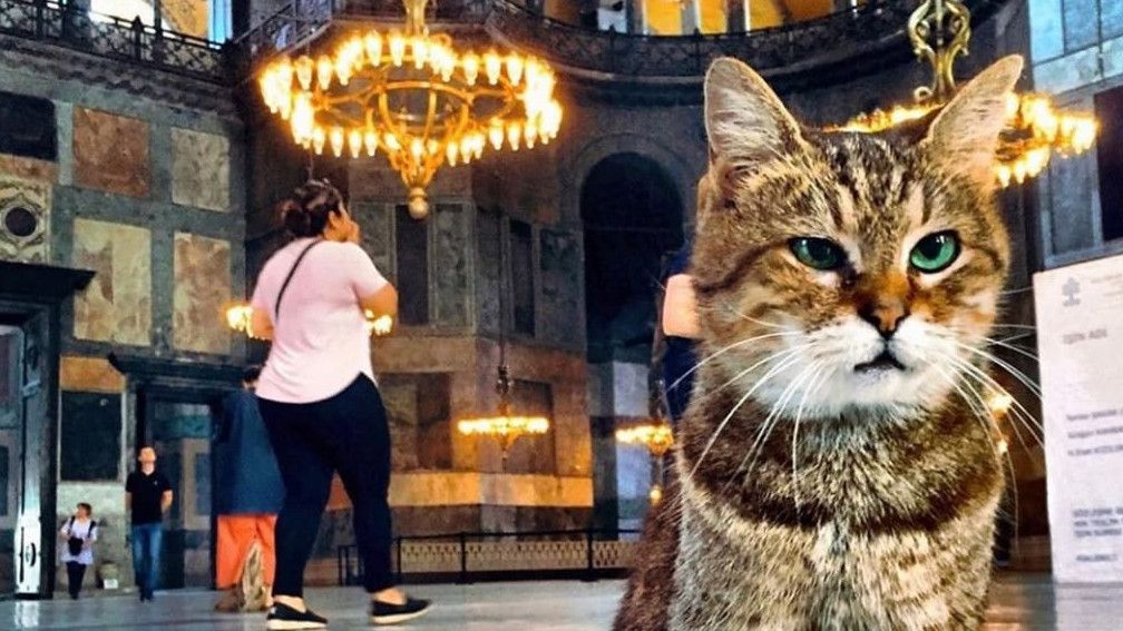 Gli, Kucing Lucu Bermata Hijau Penghuni Hagia Sophia