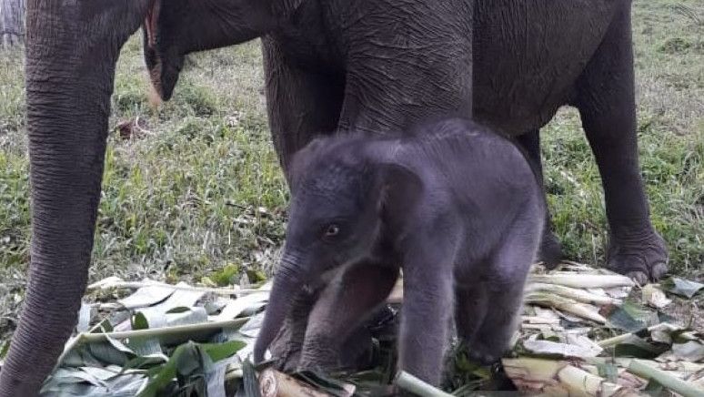 Berusia 45 Tahun, Ria Melahirkan Bayi Gajah di TNTN Pelalawan