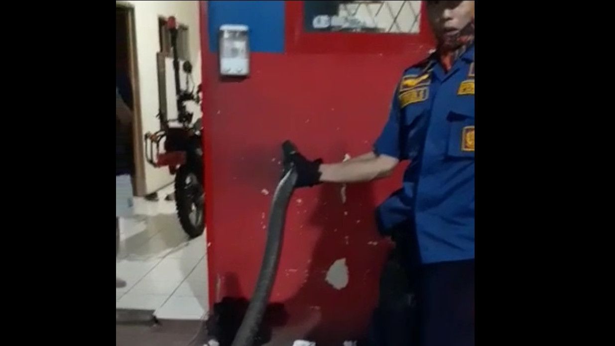 Warga Bogor Heboh! Seekor Ular King Cobra Sepanjang 3 Meter Hampir Masuk Rumah Warga