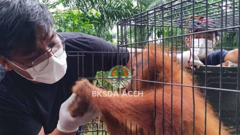 BKSDA Evakuasi Orangutan dari Kebun Sawit di Subulussalam, Langsung Ditangani Intensif