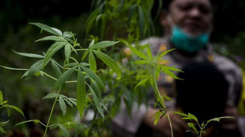 Ladang Ganja di Taman Nasional Gunung Leuser, Hasilnya Dihanyutkan Lewat Sungai