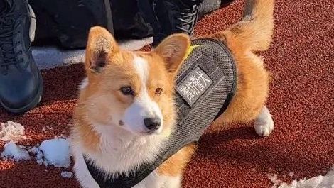 Kisah Fu Zai, Anjing Corgi yang Jadi Polisi Pertama di China