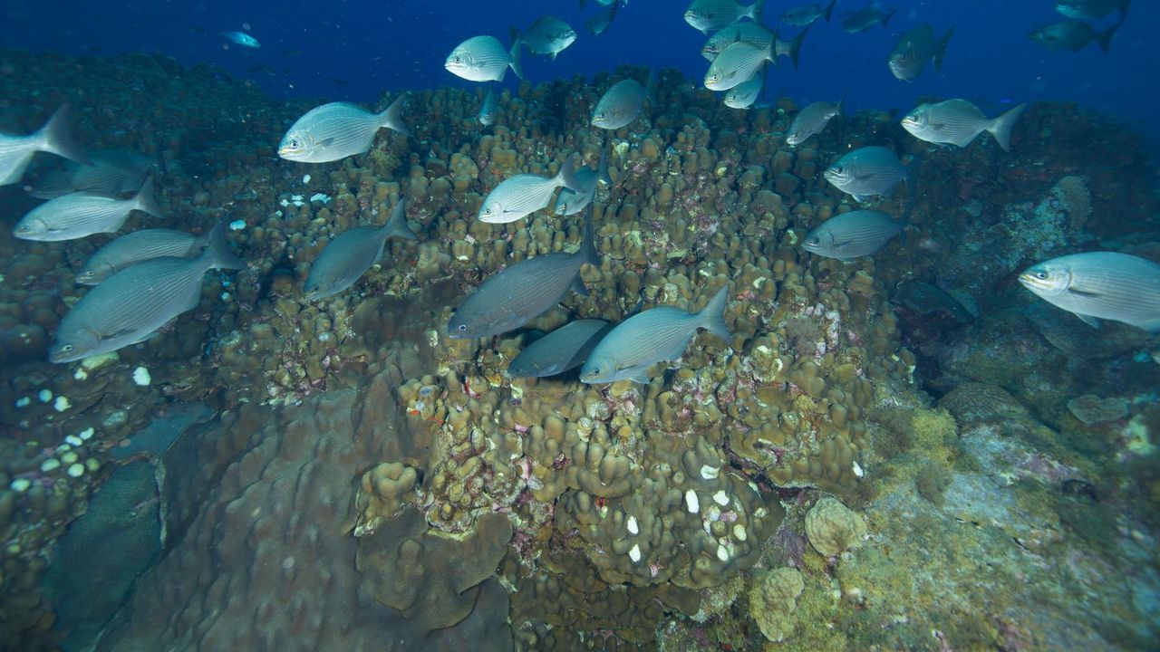 Ikan dan terumbu karang