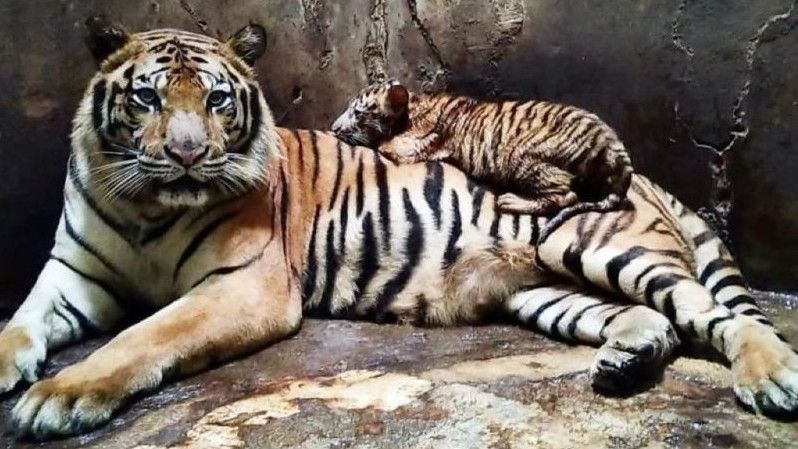 Mengerikan, Karyawan Kebun Binatang di Jateng Tewas Digigit Harimau Benggala