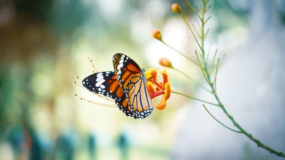 Mengenal Apa Itu Butterfly Effect? Simak Pengertian, Sejarah, dan Contohnya Berikut Ini