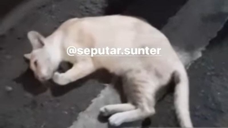 Kematian Mendadak 21 Kucing di Jakut Jadi Misteri, Pemprov DKI Turun Tangan Selidiki