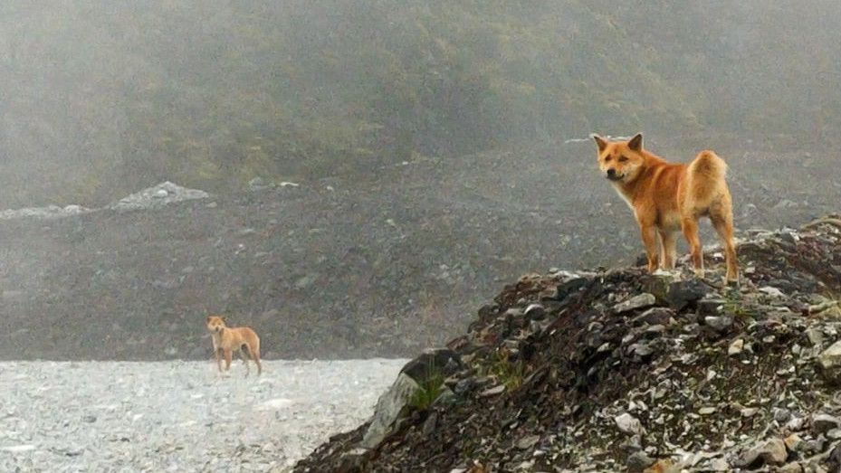 Missing Link Spesies Anjing Ada di Pegunungan Grasberg, Papua?