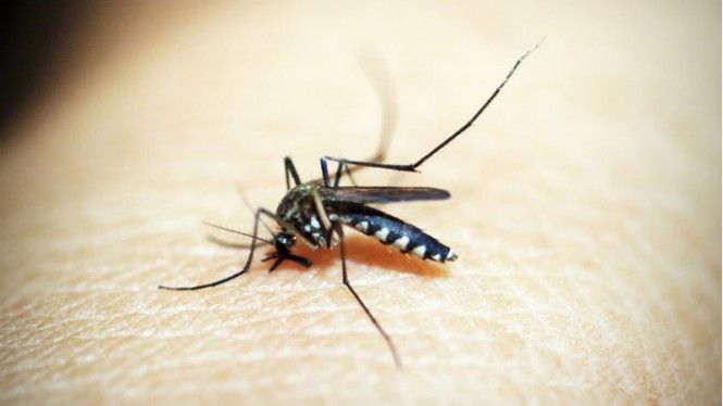 Beberapa Faktor yang Membuat Nyamuk Senang Menggigit Kita