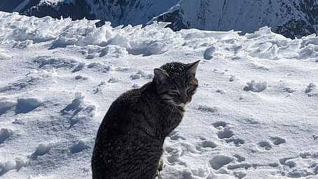 Kucing Tiga Kali Tersesat Hingga ke Puncak Gunung Setinggi 3.073 mdpl