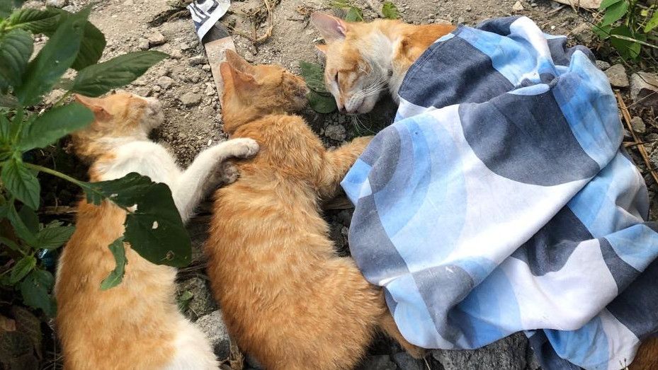 Viral, Belasan Kucing Mati Massal Diduga Diracun di Kota Malang Jawa Timur