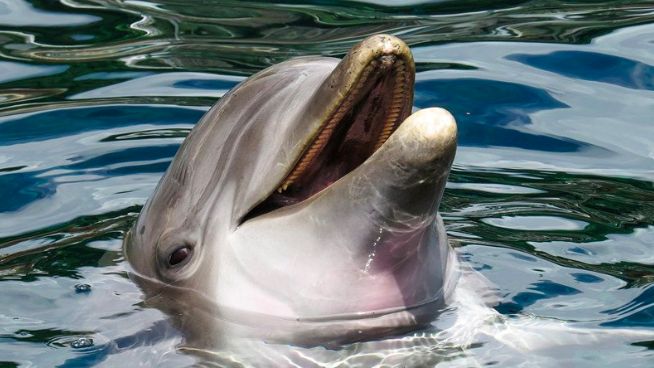 Fosil Lumba-lumba Berusia 16 Juta Tahun Ditemukan di Sungai Amazon Peru