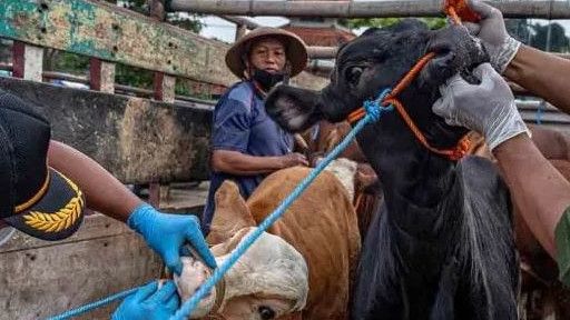 YLKI Duga Wabah PMK Karena Perubahan Orientasi Kebijakan Impor Daging, dari Country Based Jadi Zone Based