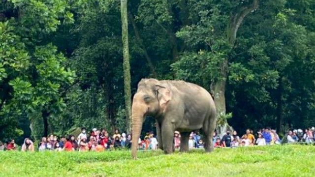 Ada Bayi Gajah dan Jerapah Baru, Jumlah satwa Taman Margasatwa Ragunan Bertambah Dua Ekor
