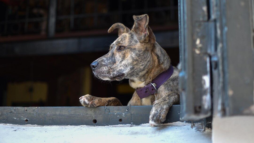 Tuntut Pembatalan Larangan Konsumsi Daging Anjing, Ratusan Peternak di Korea Selatan Terlibat Bentrok dengan Aparat