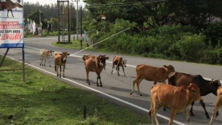 Banyak Kerumunan Sapi di Jalur Pantai Barat Aceh, Pengguna Jalan Diimbau Waspada