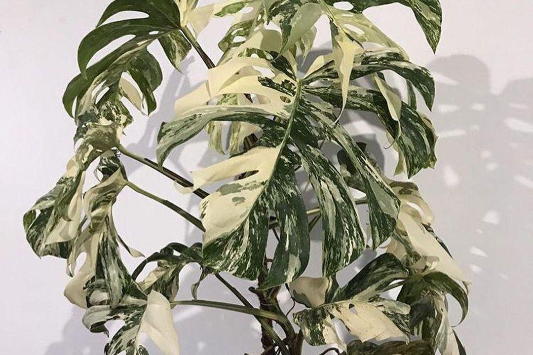 monstera variegata (Foto: Instagram/@plantycious)
